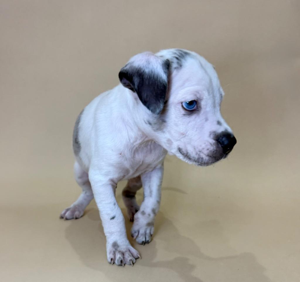 Enlarge Maximoff, a Adoptable mixed breed in Alvin, TX image 1/2