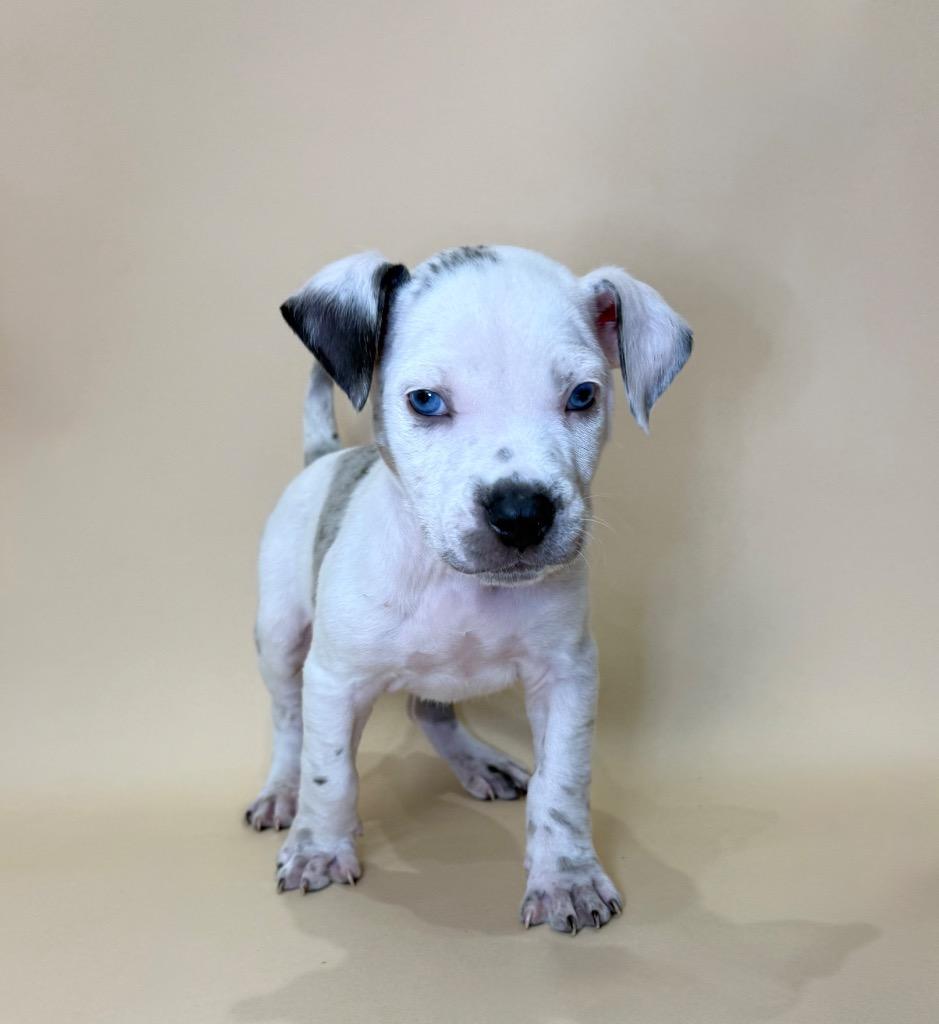 Enlarge Maximoff, a Adoptable mixed breed in Alvin, TX image 2/2
