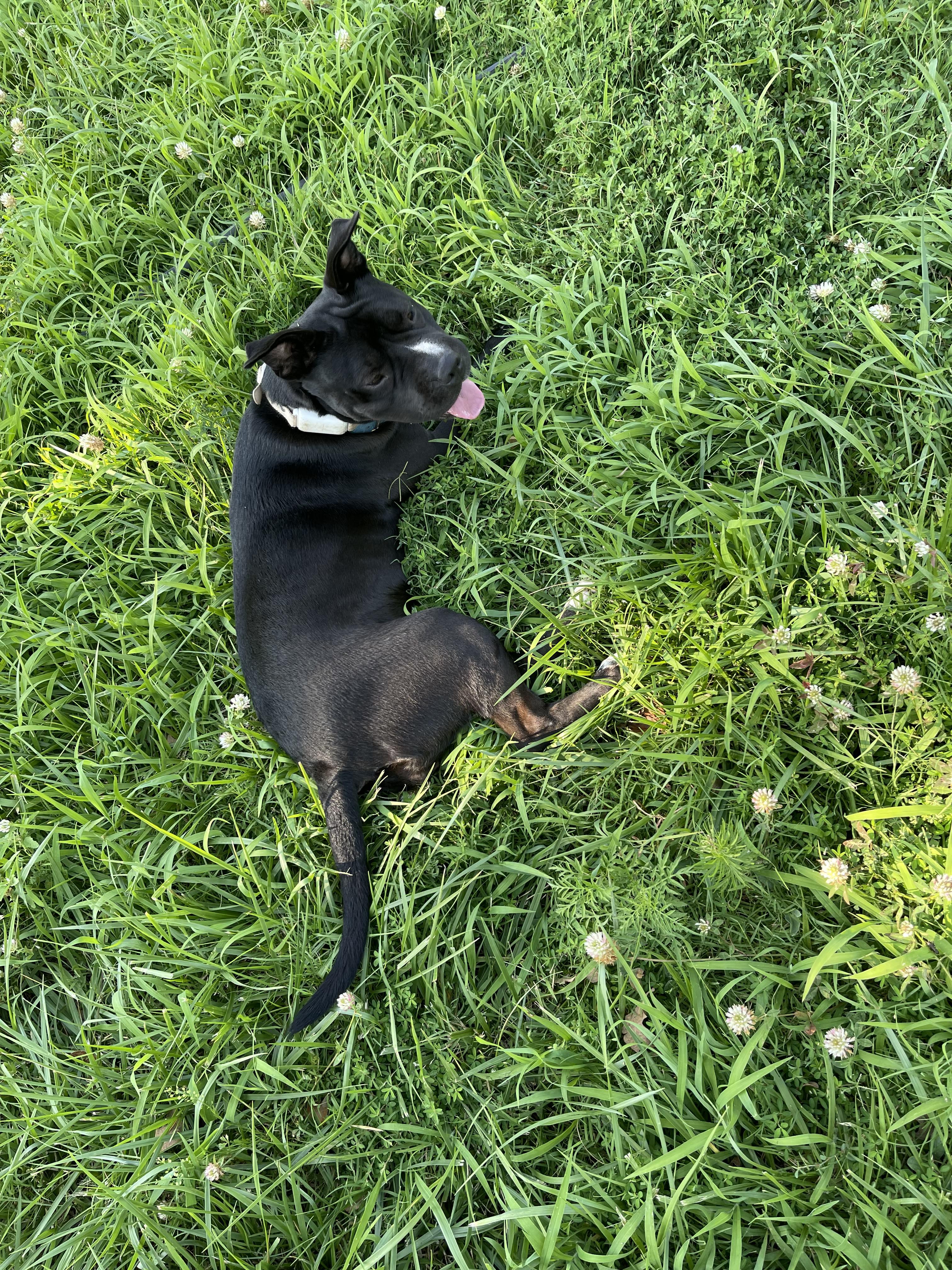 Enlarge Lucky, a Adoptable mixed breed in Meeker, OK image 1/2