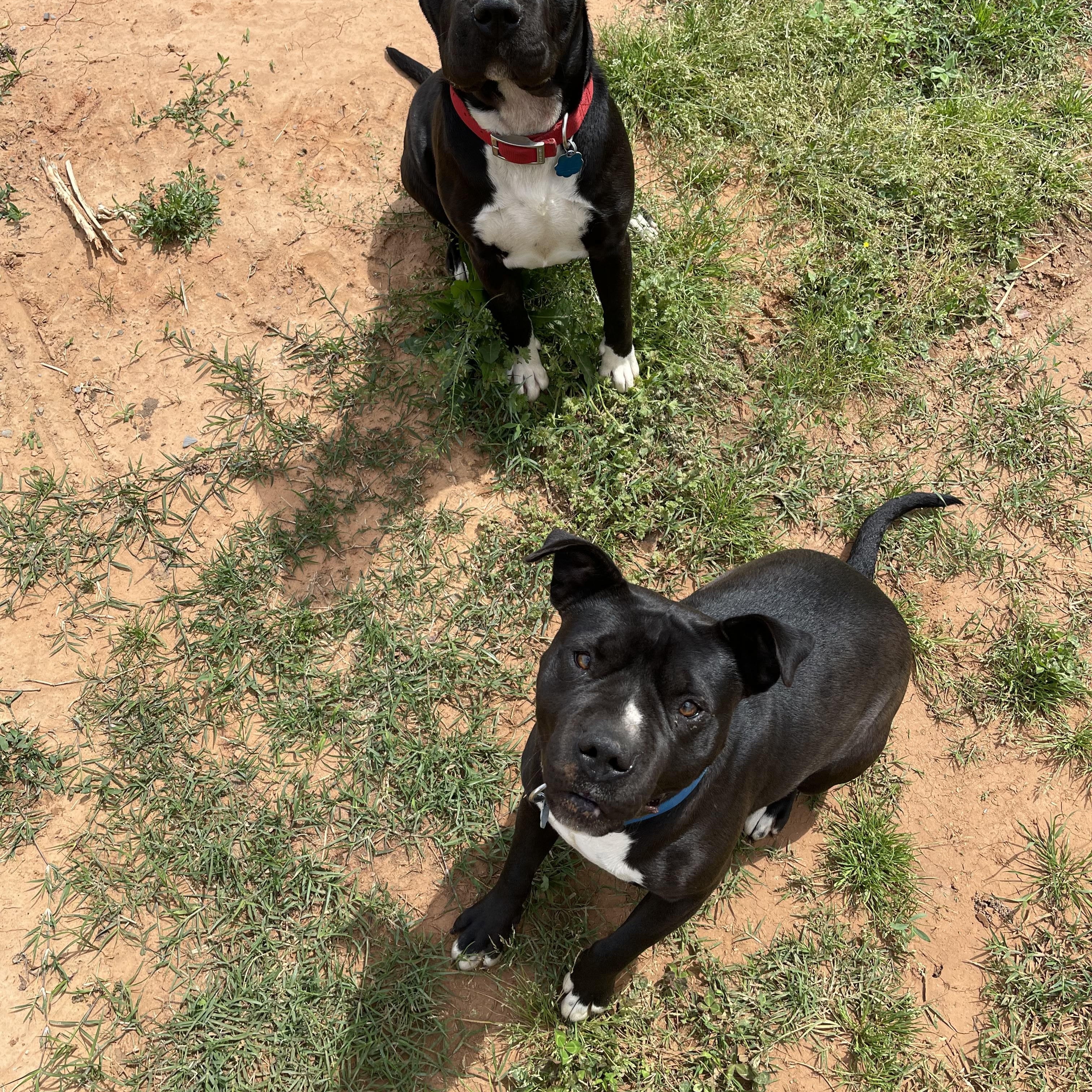 Enlarge Lucky, a Adoptable mixed breed in Meeker, OK image 2/2