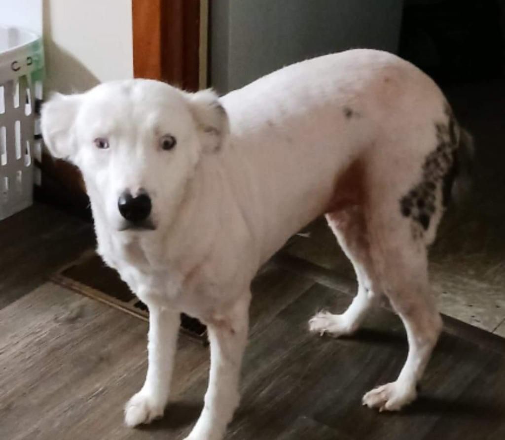 Zsa Zsa, Adopted, Adult Female Catahoula Leopard Dog.