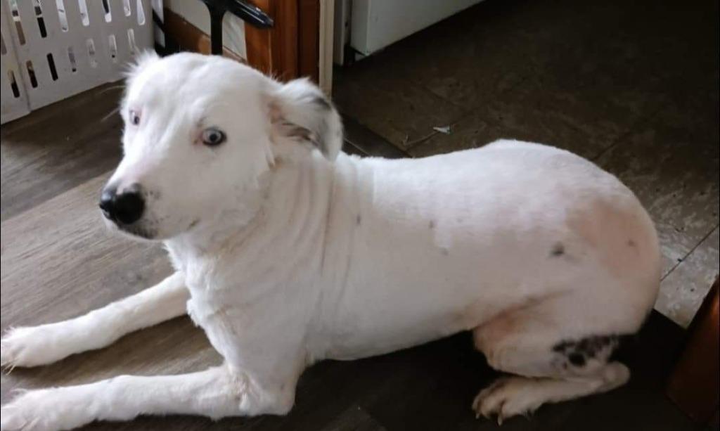 Enlarge Zsa Zsa, a Adopted Catahoula Leopard Dog in El Dorado, AR image 2/6