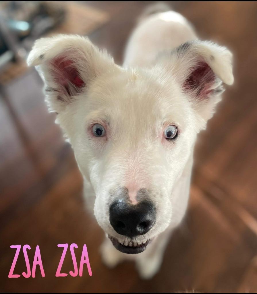 Enlarge Zsa Zsa, a Adopted Catahoula Leopard Dog in El Dorado, AR image 4/6