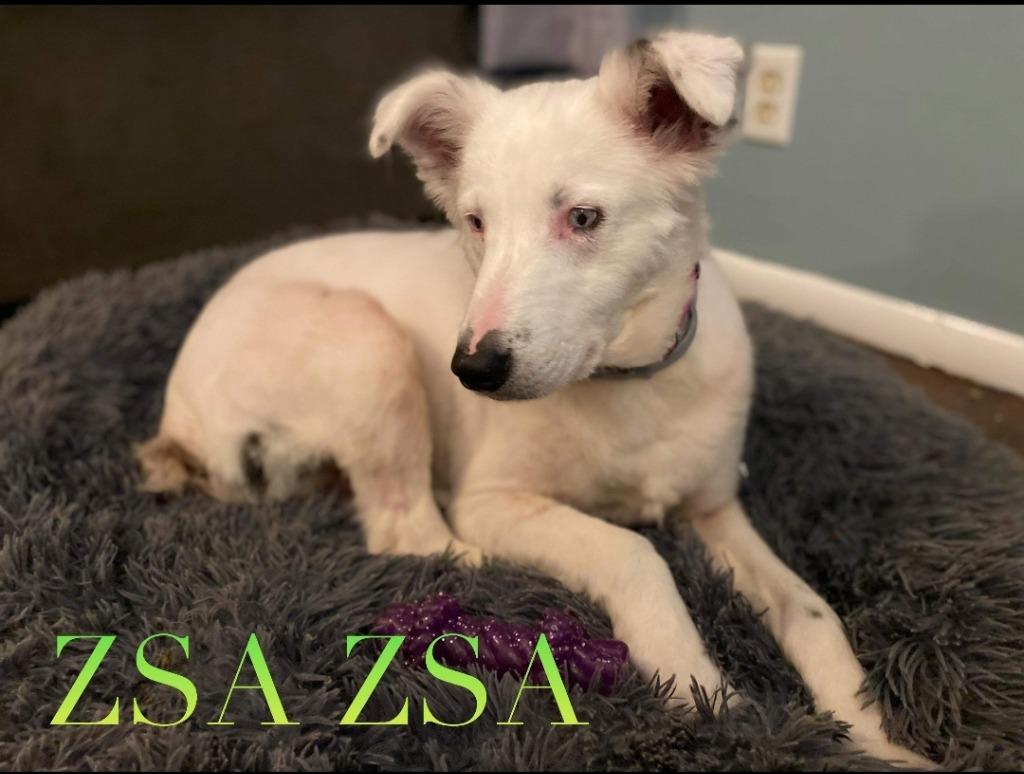 Enlarge Zsa Zsa, a Adopted Catahoula Leopard Dog in El Dorado, AR image 5/6