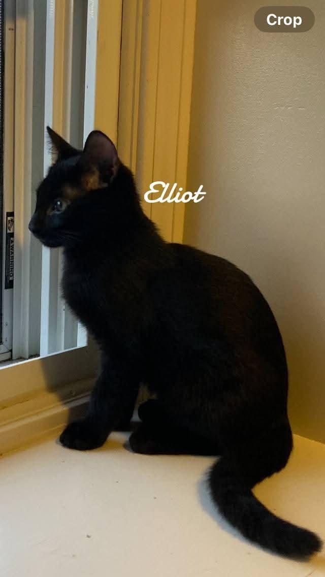 Enlarge Elliot, a Adopted Domestic Short Hair in Naugatuck, CT image 2/2