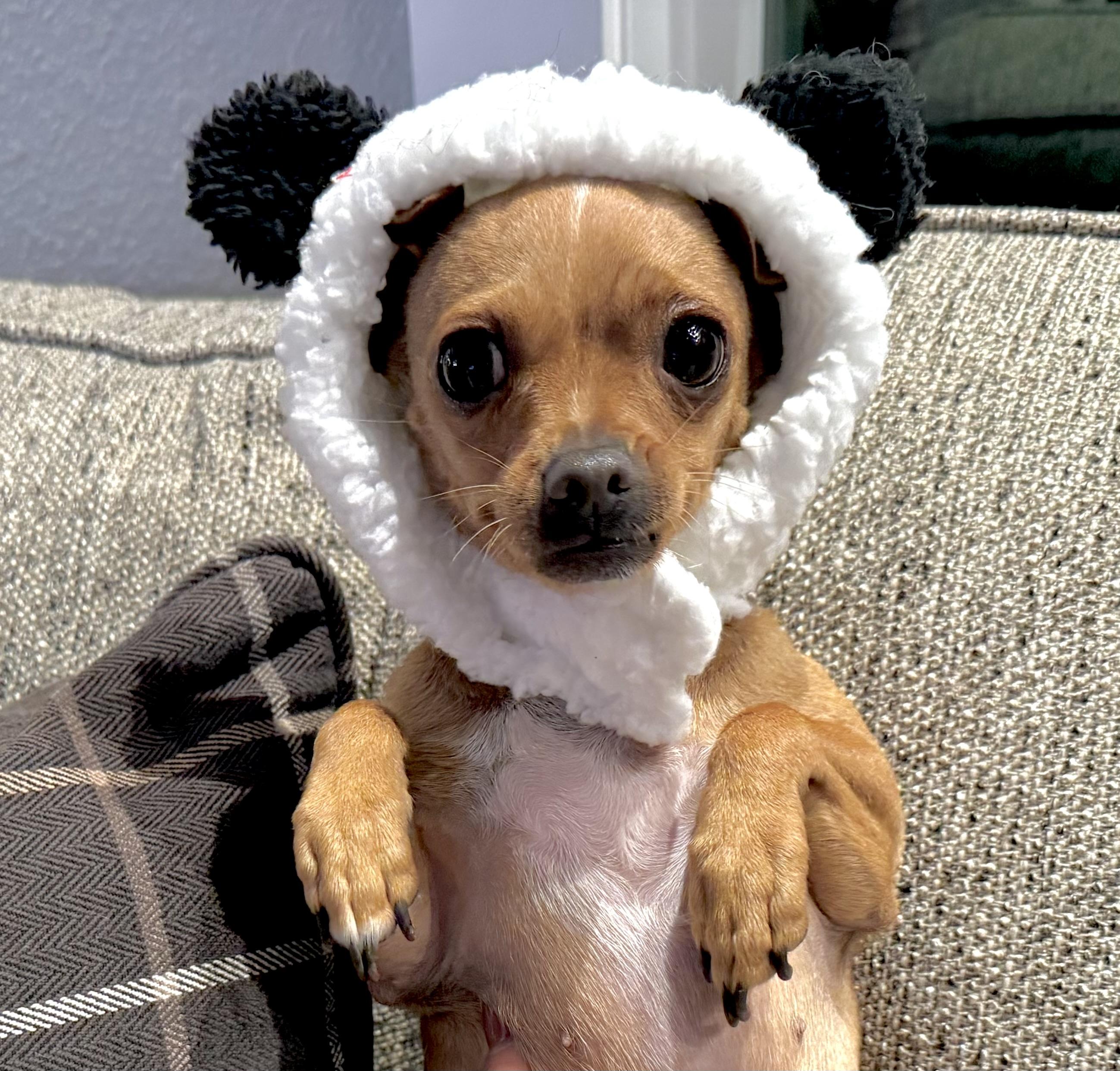 FOSTERS NEEDED FOR RESCUE DOGS, Adoptable, Adult Female Terrier & Chihuahua.