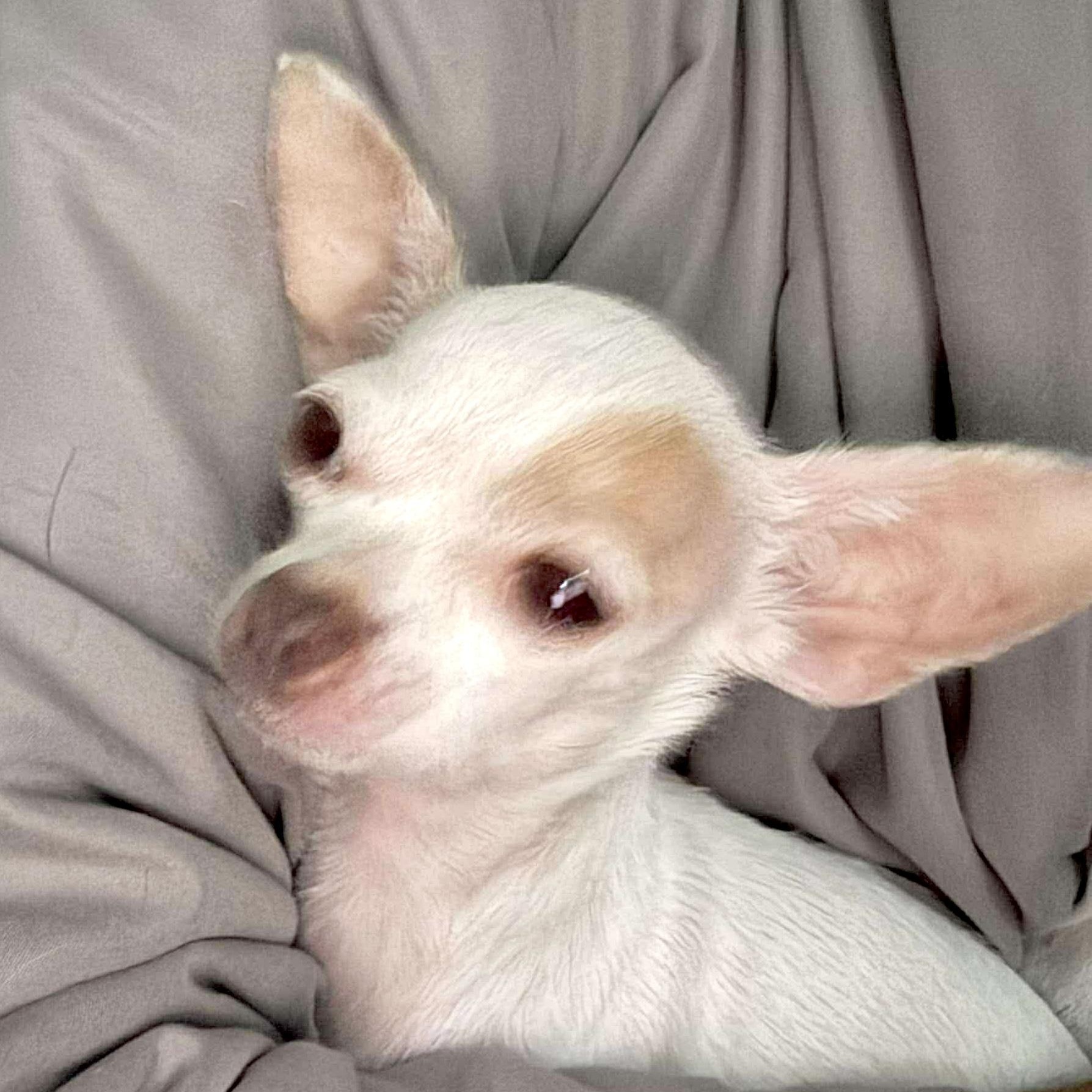 FOSTERS NEEDED FOR RESCUE DOGS, a Adoptable mixed breed in Saint Helens, OR image 2/6