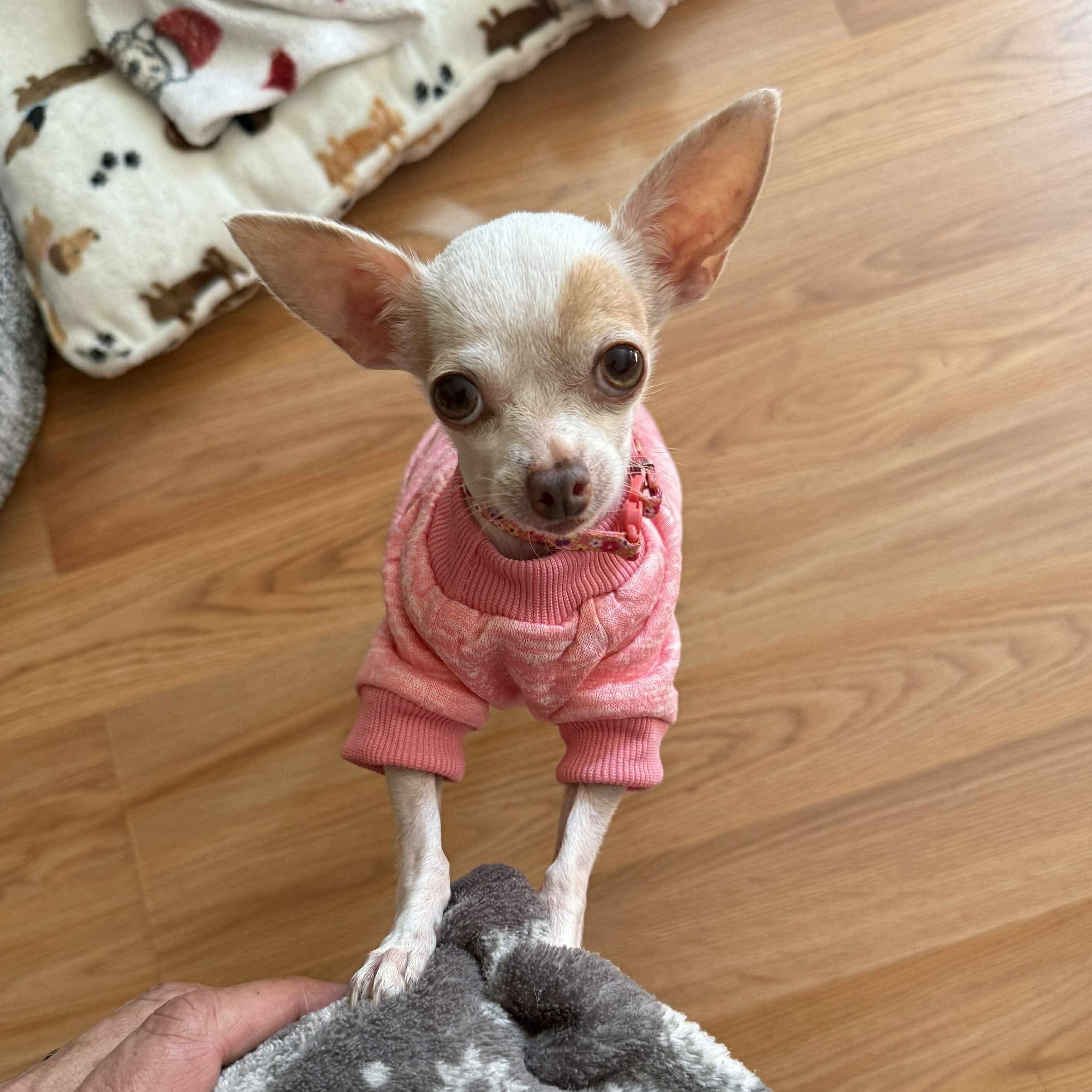 FOSTERS NEEDED FOR RESCUE DOGS, a Adoptable mixed breed in Saint Helens, OR image 3/6