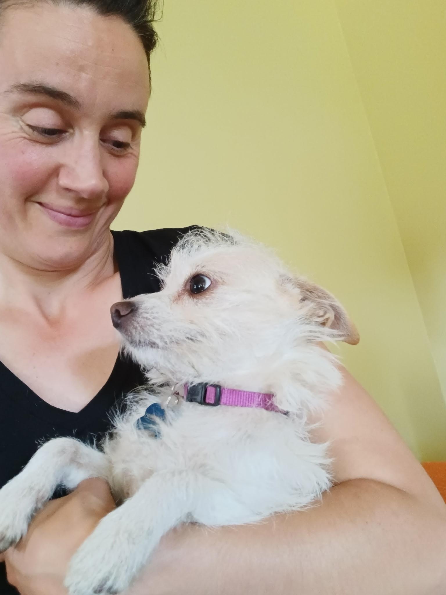 FOSTERS NEEDED FOR RESCUE DOGS