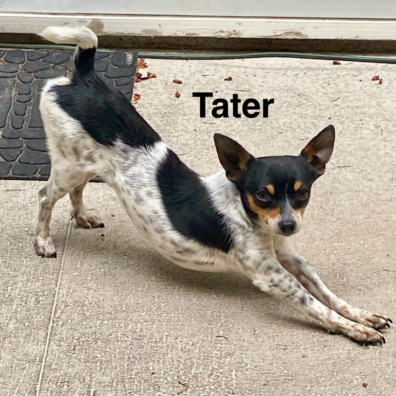 FOSTERS NEEDED FOR RESCUE DOGS