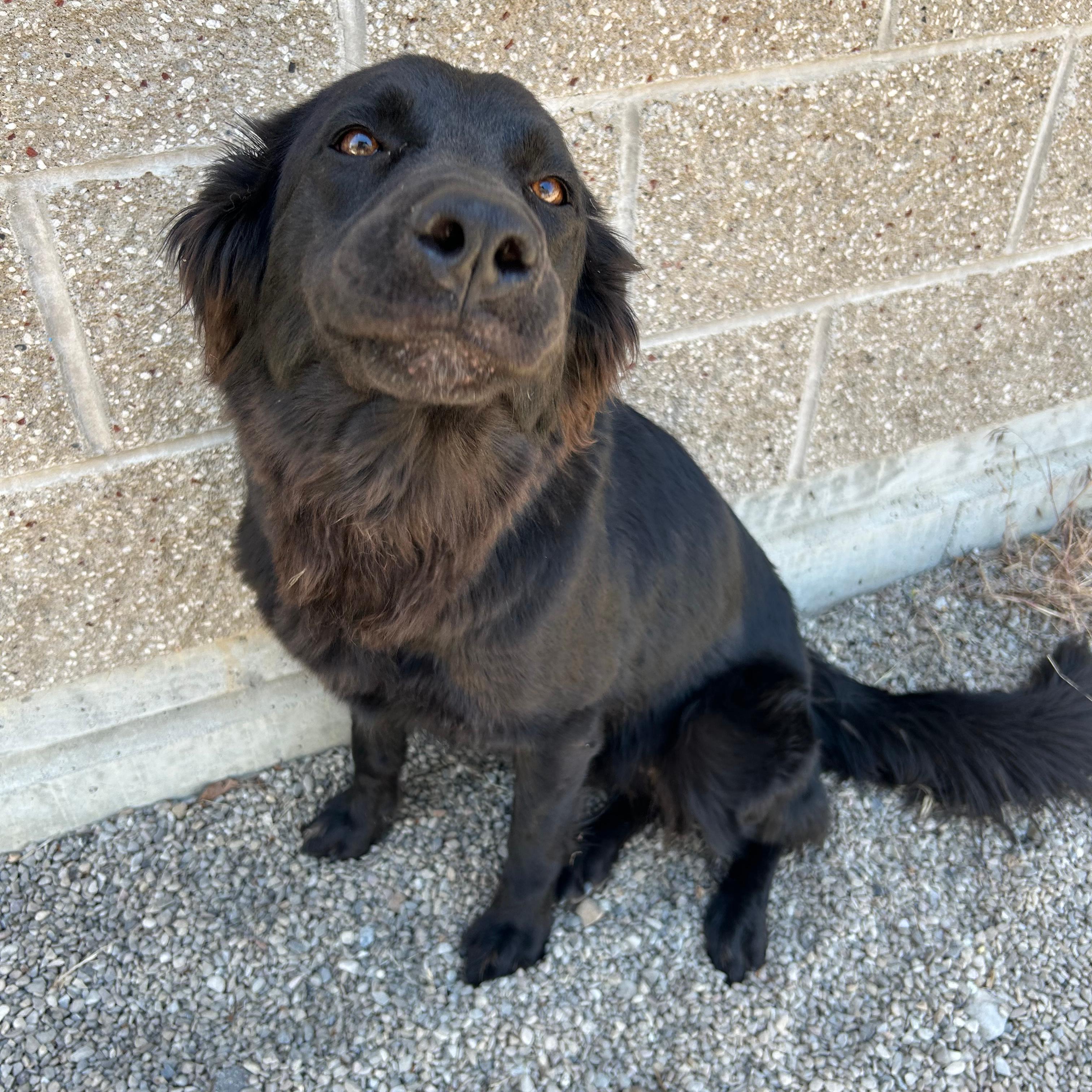 Zena, a ADOPTABLE mixed breed in Lindon, UT image 6/6