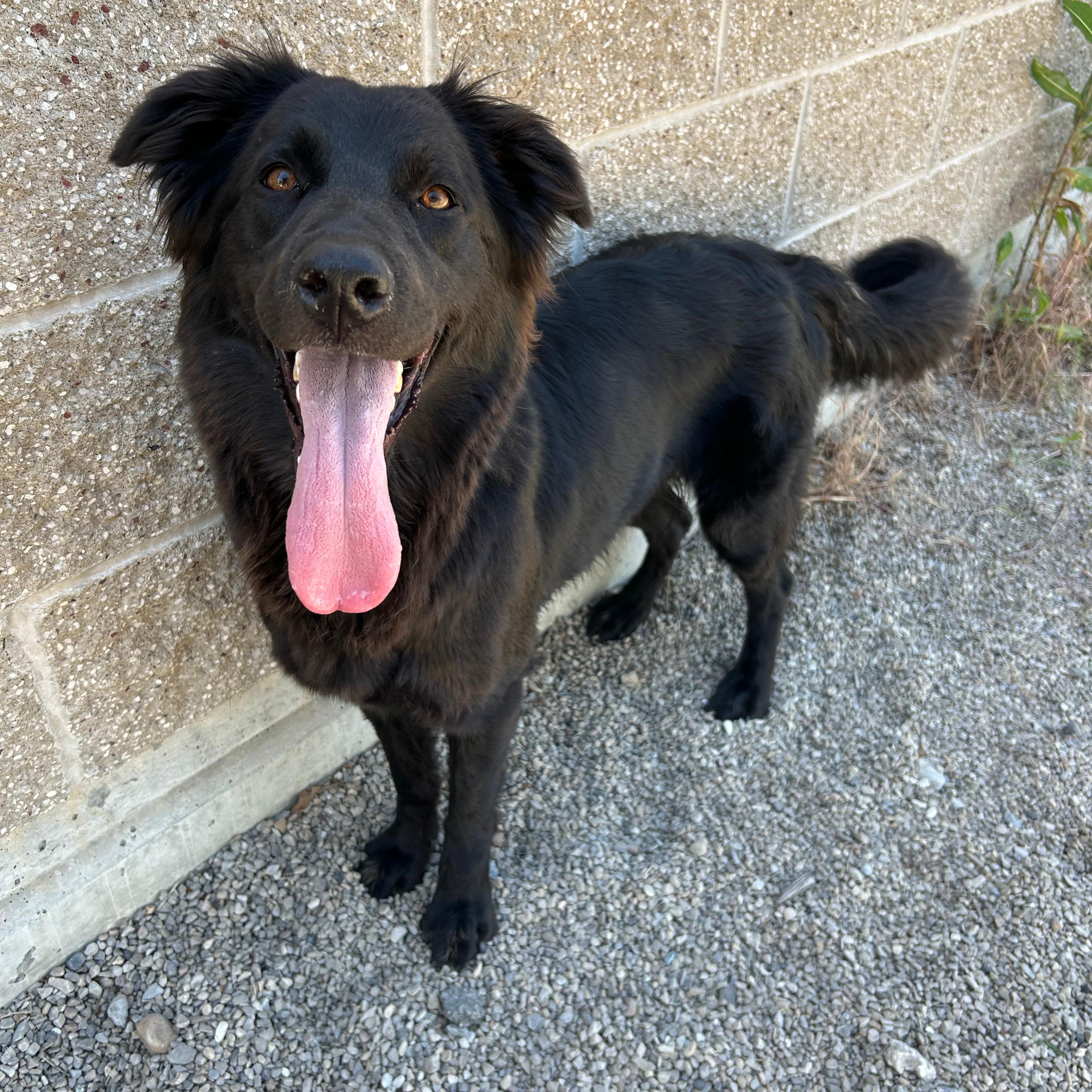 Zena, ADOPTABLE, Young Female Flat-Coated Retriever.