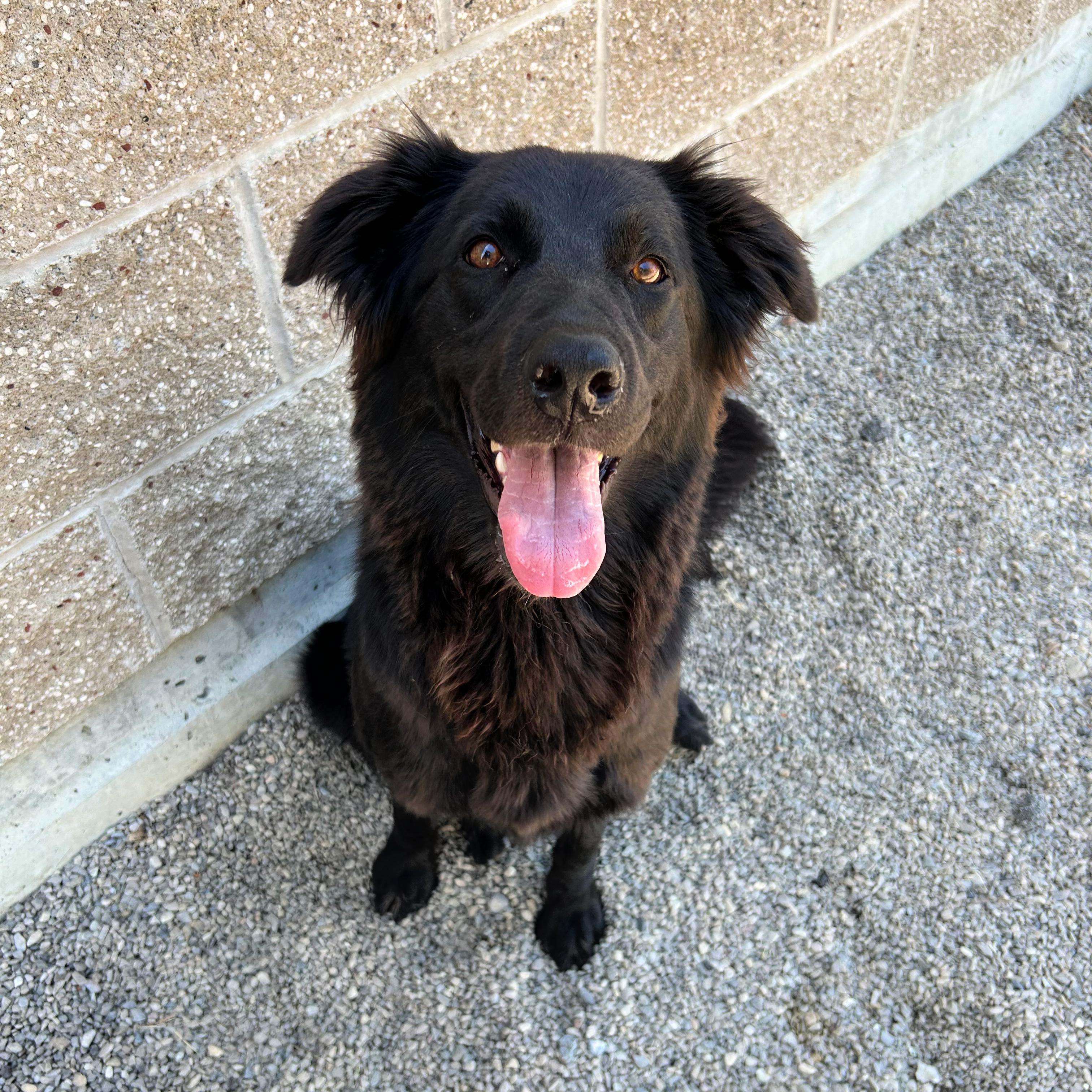 Zena, a ADOPTABLE mixed breed in Lindon, UT image 2/6