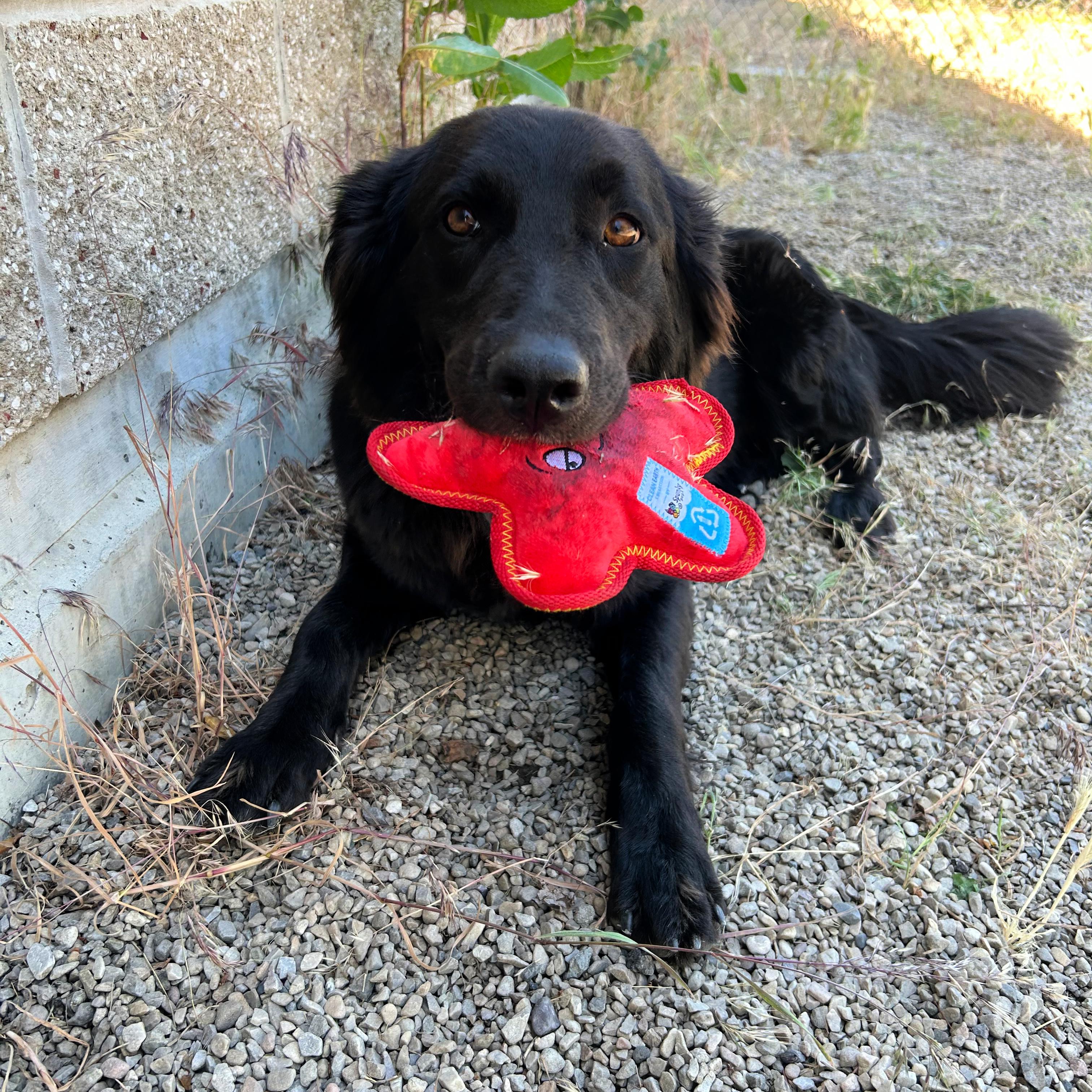 Zena, a ADOPTABLE mixed breed in Lindon, UT image 3/6