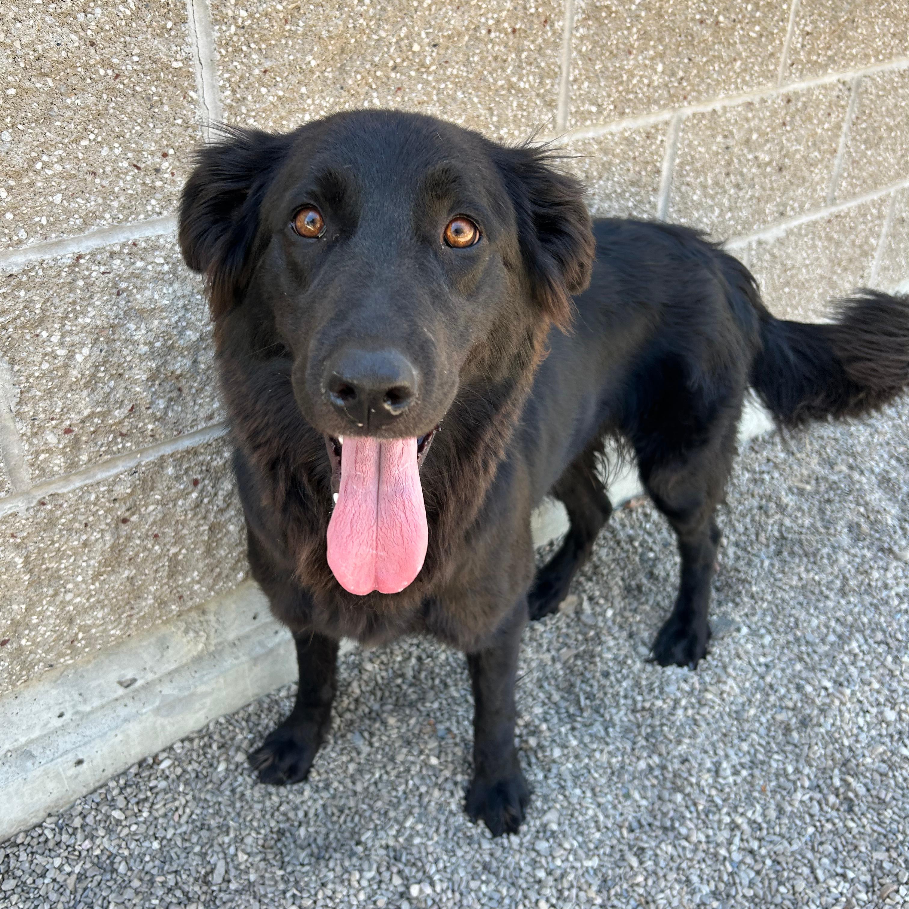 Zena, a ADOPTABLE mixed breed in Lindon, UT image 4/6