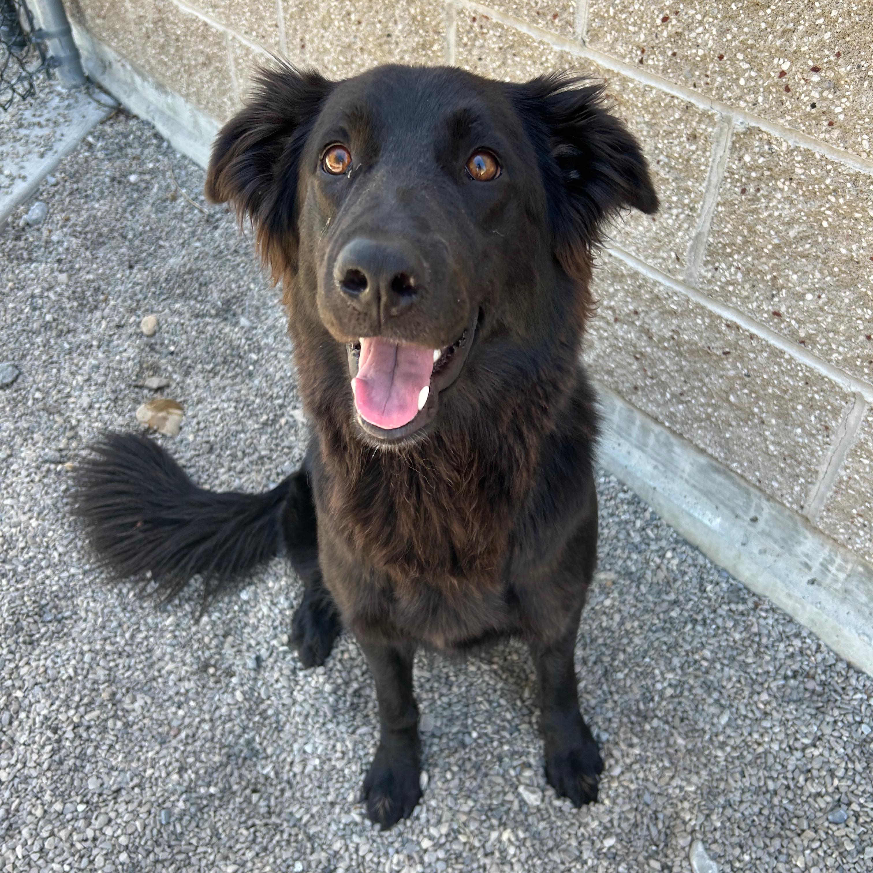 Zena, a ADOPTABLE mixed breed in Lindon, UT image 5/6