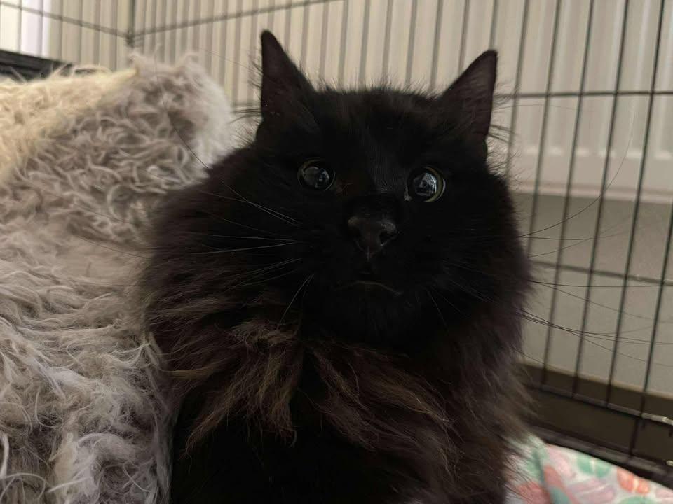 Raccoon , adopted, Adult Male Domestic Long Hair.