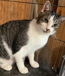 Aralia, Adoptable, Adult Female Tabby.