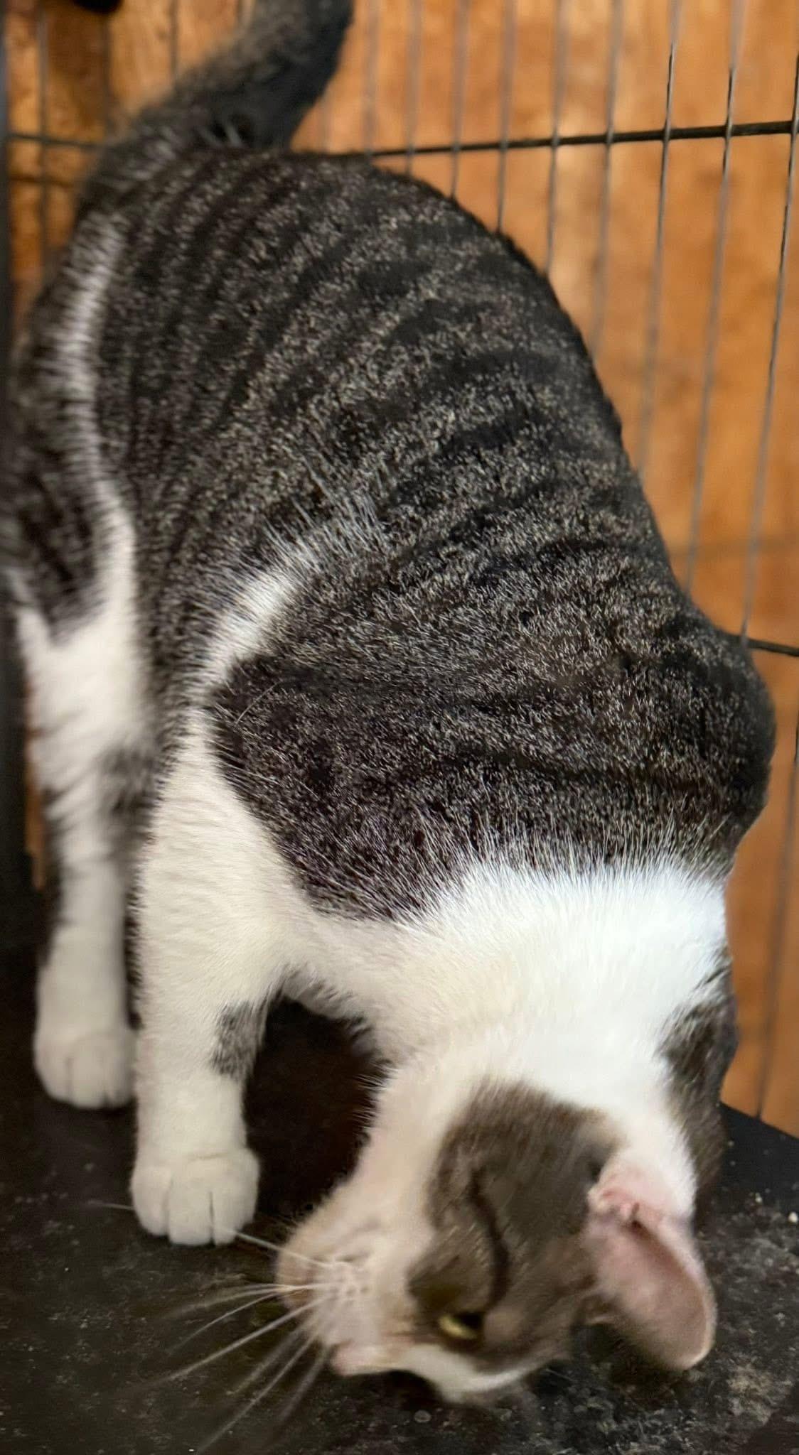 Enlarge Aralia, a Adoptable Tabby in Jackson, GA image 2/5