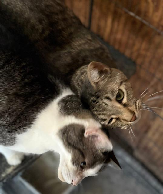 Enlarge Aralia, a Adoptable Tabby in Jackson, GA image 3/5