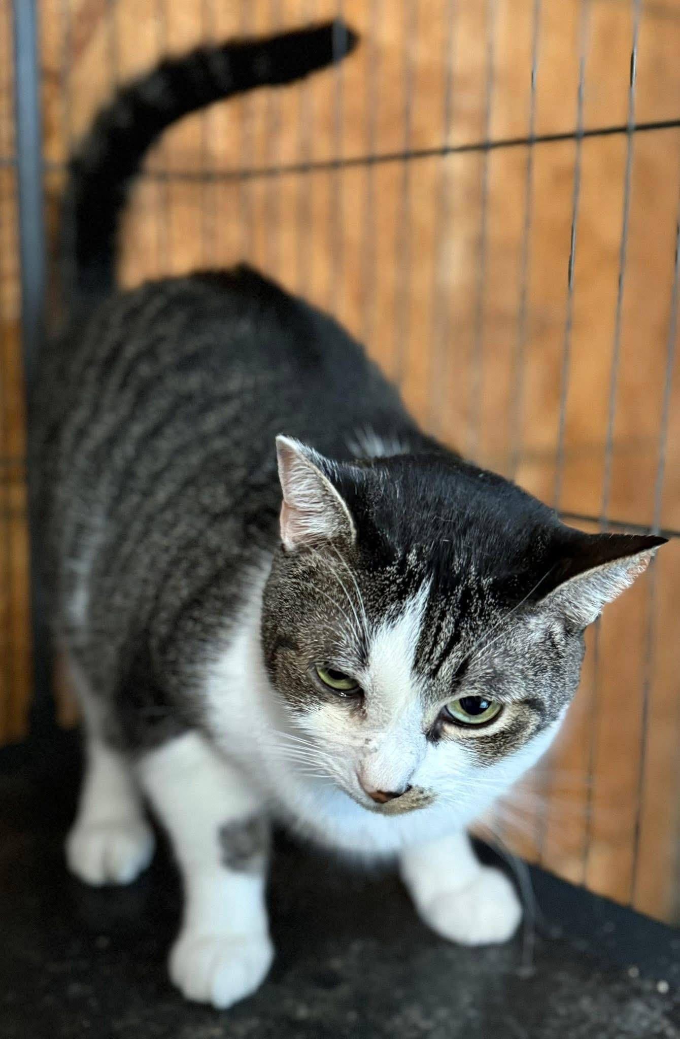 Enlarge Aralia, a Adoptable Tabby in Jackson, GA image 4/5
