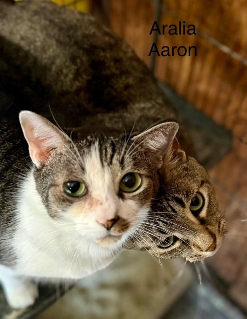 Enlarge Aralia, a Adoptable Tabby in Jackson, GA image 5/5