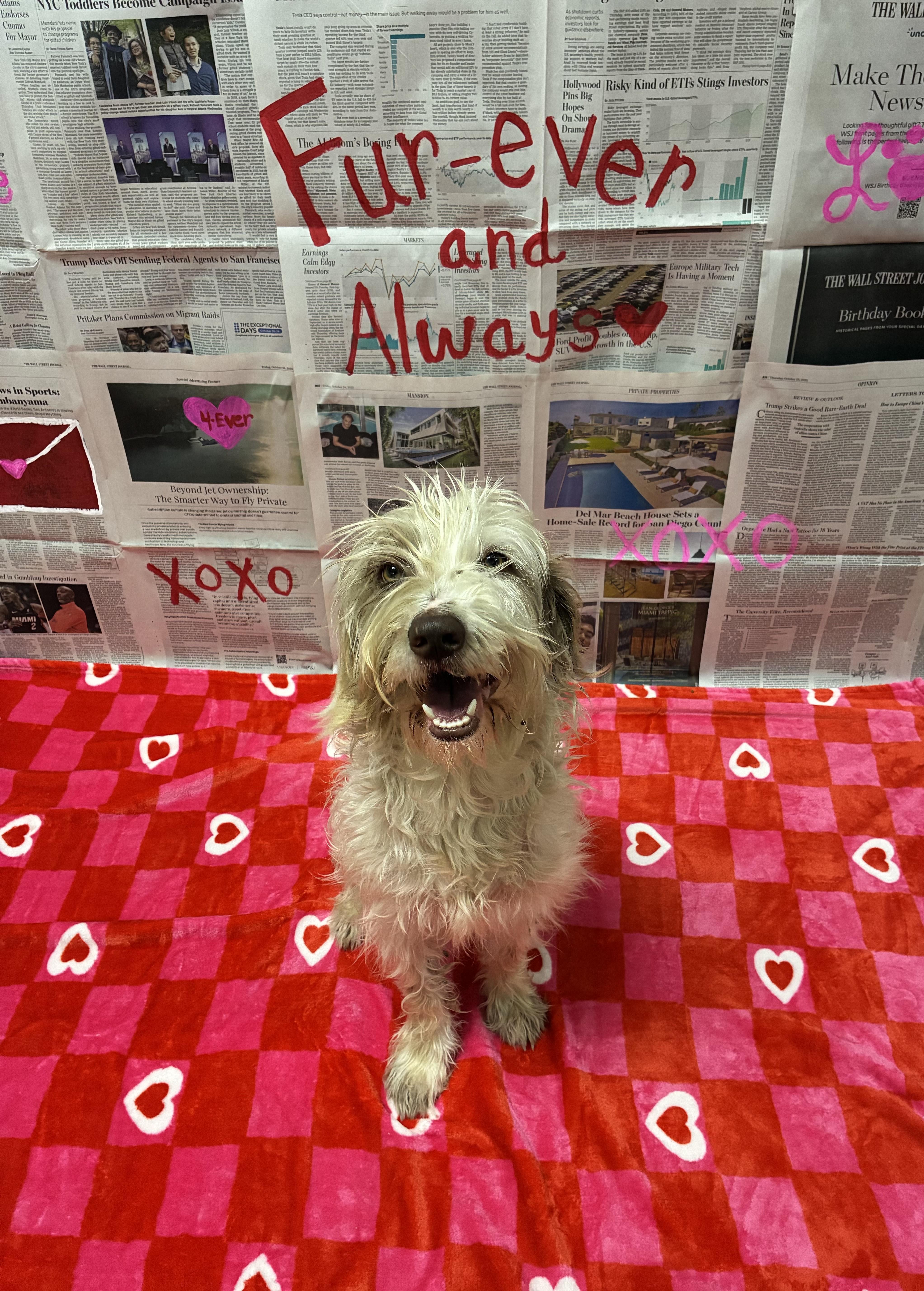 Noodle , adopted, Adult Male Mixed Breed.