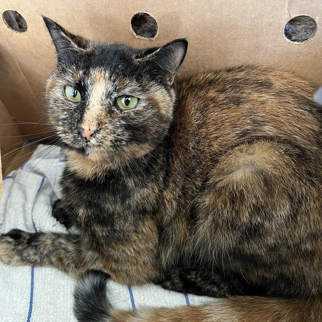 Cheerios, Adoptable, Adult Female Domestic Short Hair.