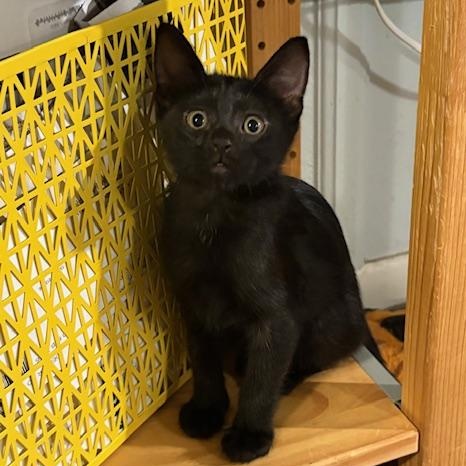 Enlarge Spice VanDeusen, an adopted mixed breed in Denver, CO image 1/4