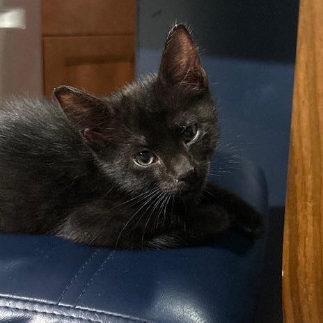 Enlarge Spice VanDeusen, an adopted mixed breed in Denver, CO image 2/4