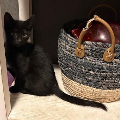 Enlarge Spice VanDeusen, an adopted mixed breed in Denver, CO image 3/4