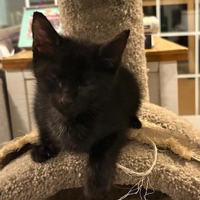 Enlarge Spice VanDeusen, an adopted mixed breed in Denver, CO image 4/4