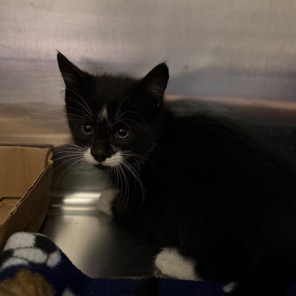 Colonel Mustard, Adoptable, Kitten Male Domestic Short Hair.