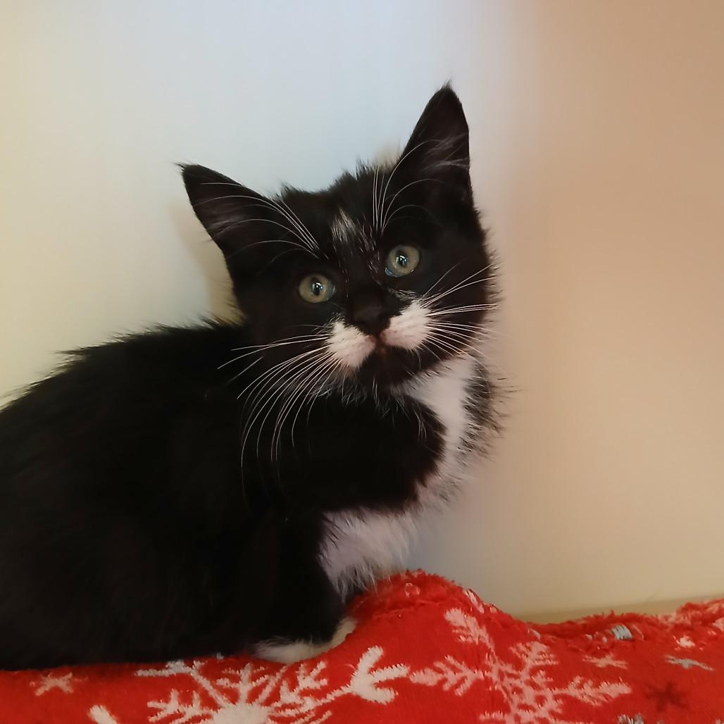 Enlarge Colonel Mustard, a Adoptable Domestic Short Hair in Cody, WY image 2/2