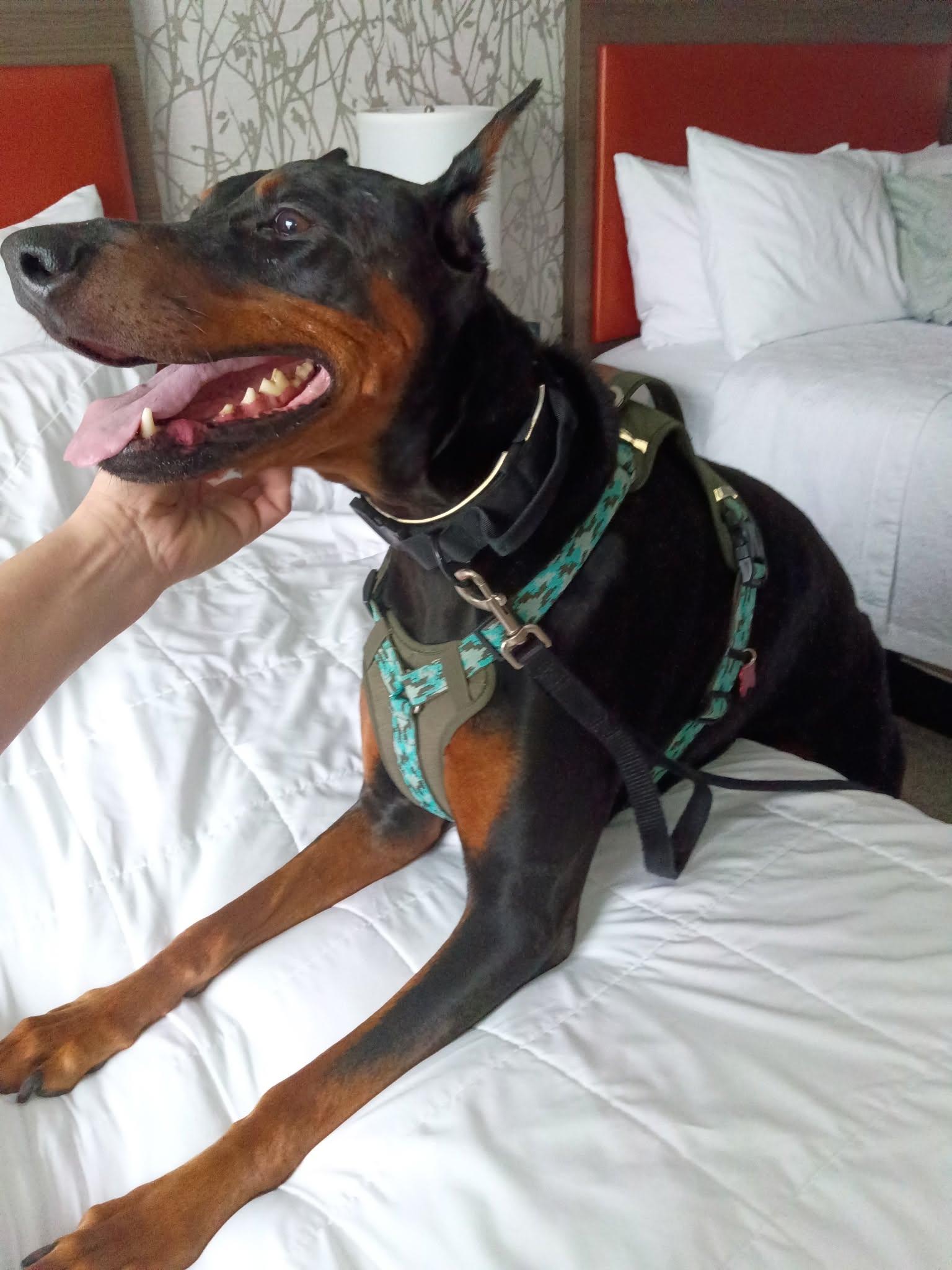 Enlarge Chico Diablo, an adoptable Doberman Pinscher in Davenport, IA image 5/6