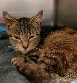Demeter, Adoptable, Adult Female Domestic Short Hair.