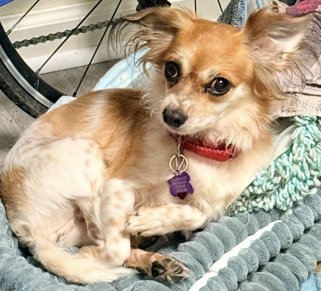 Enlarge Milo, a Adoptable Papillon in Acworth, GA image 1/2