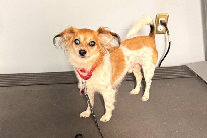 Enlarge Milo, a Adoptable Papillon in Acworth, GA image 2/2