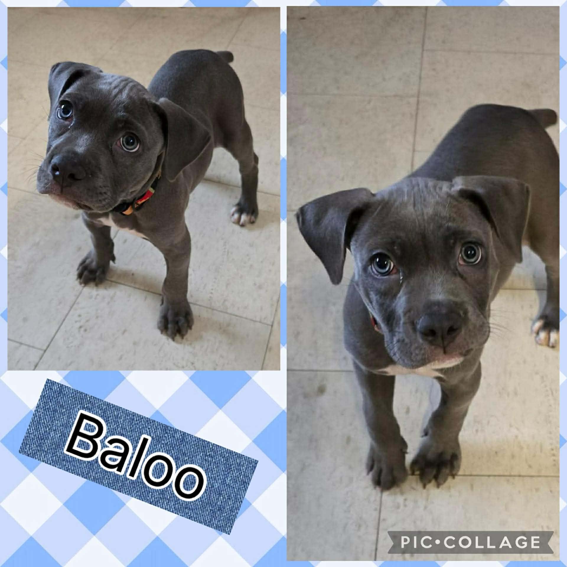 Baloo
