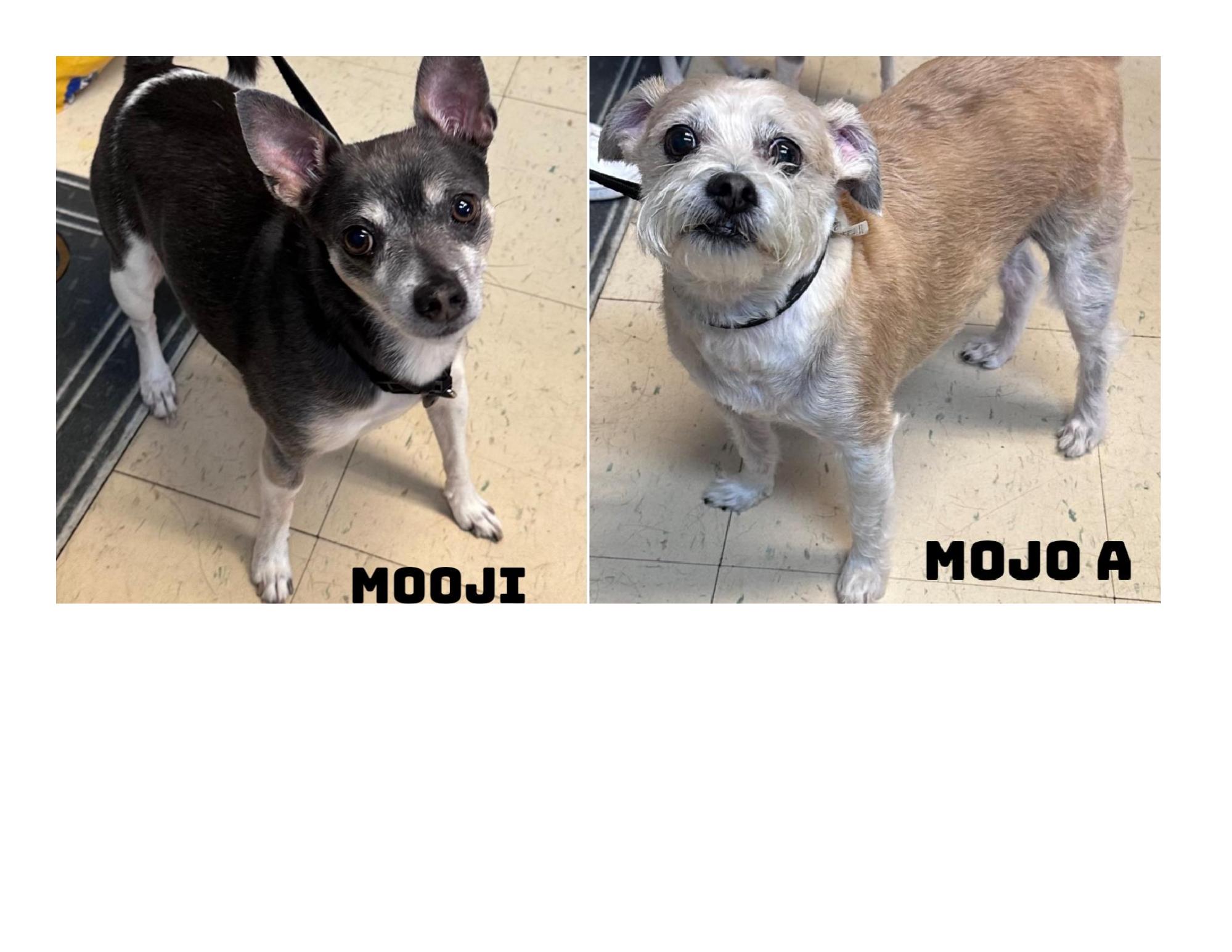 Mooji AND Mojo A, adoptable, Adult Male Chihuahua.