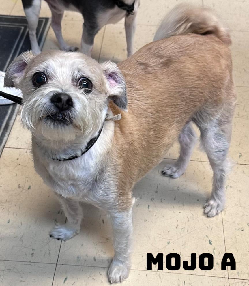 Mooji AND Mojo A, an adoptable mixed breed in Dyersburg, TN image 3/4