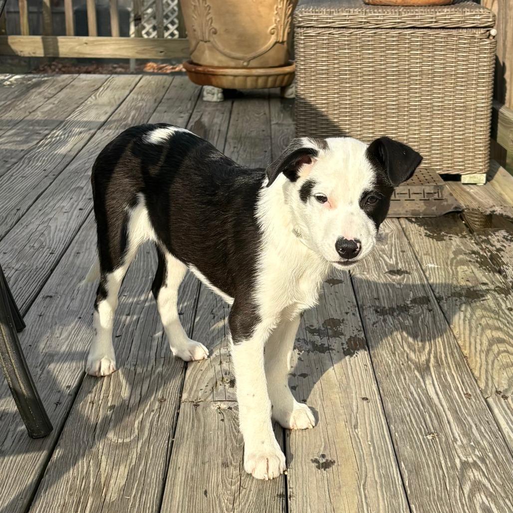 Horizon, a Adoptable Mixed Breed in Staten Island, NY image 1/3