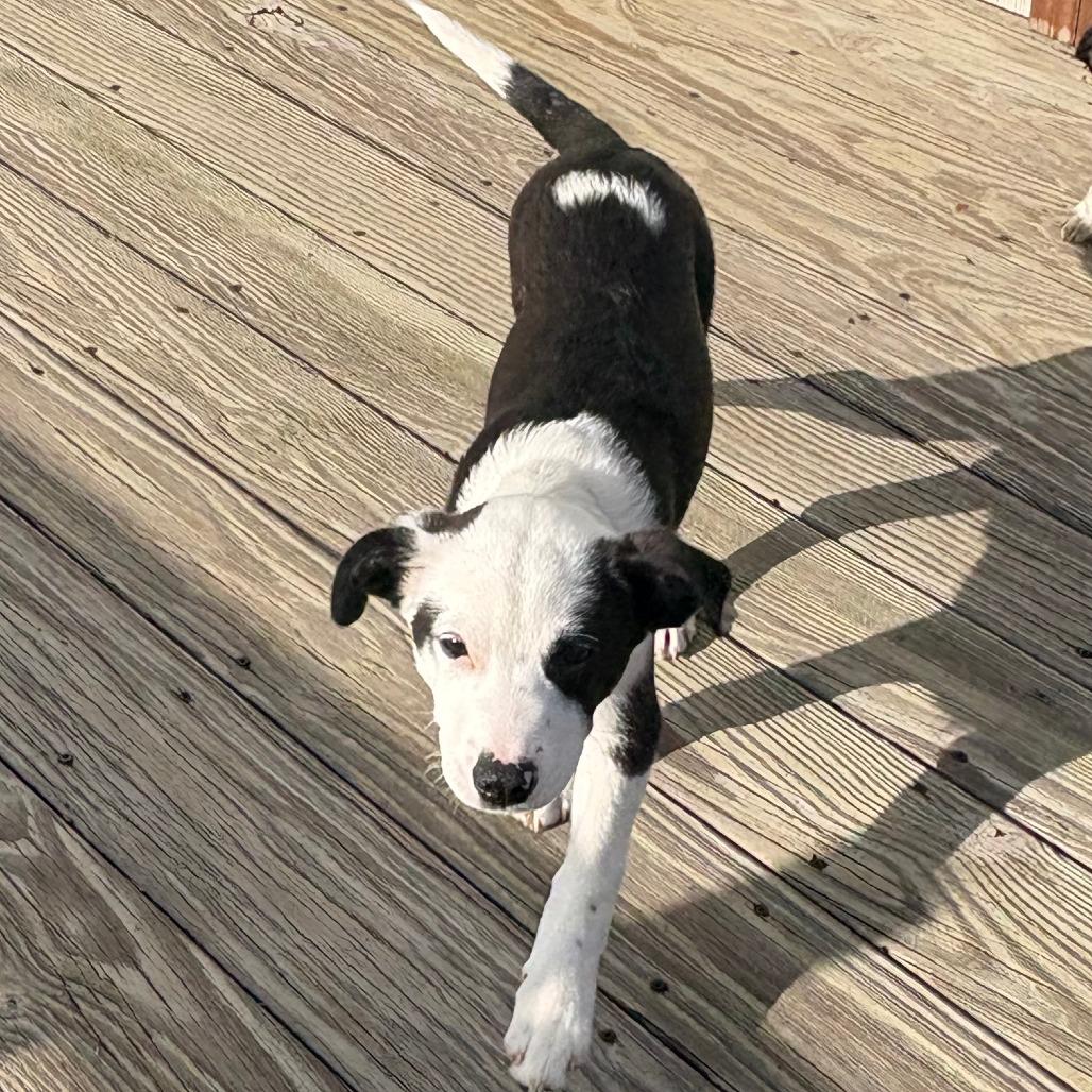 Horizon, a Adoptable Mixed Breed in Staten Island, NY image 2/3