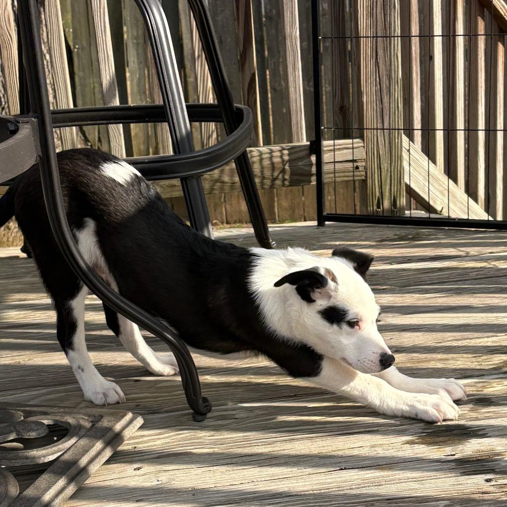 Horizon, a Adoptable Mixed Breed in Staten Island, NY image 3/3