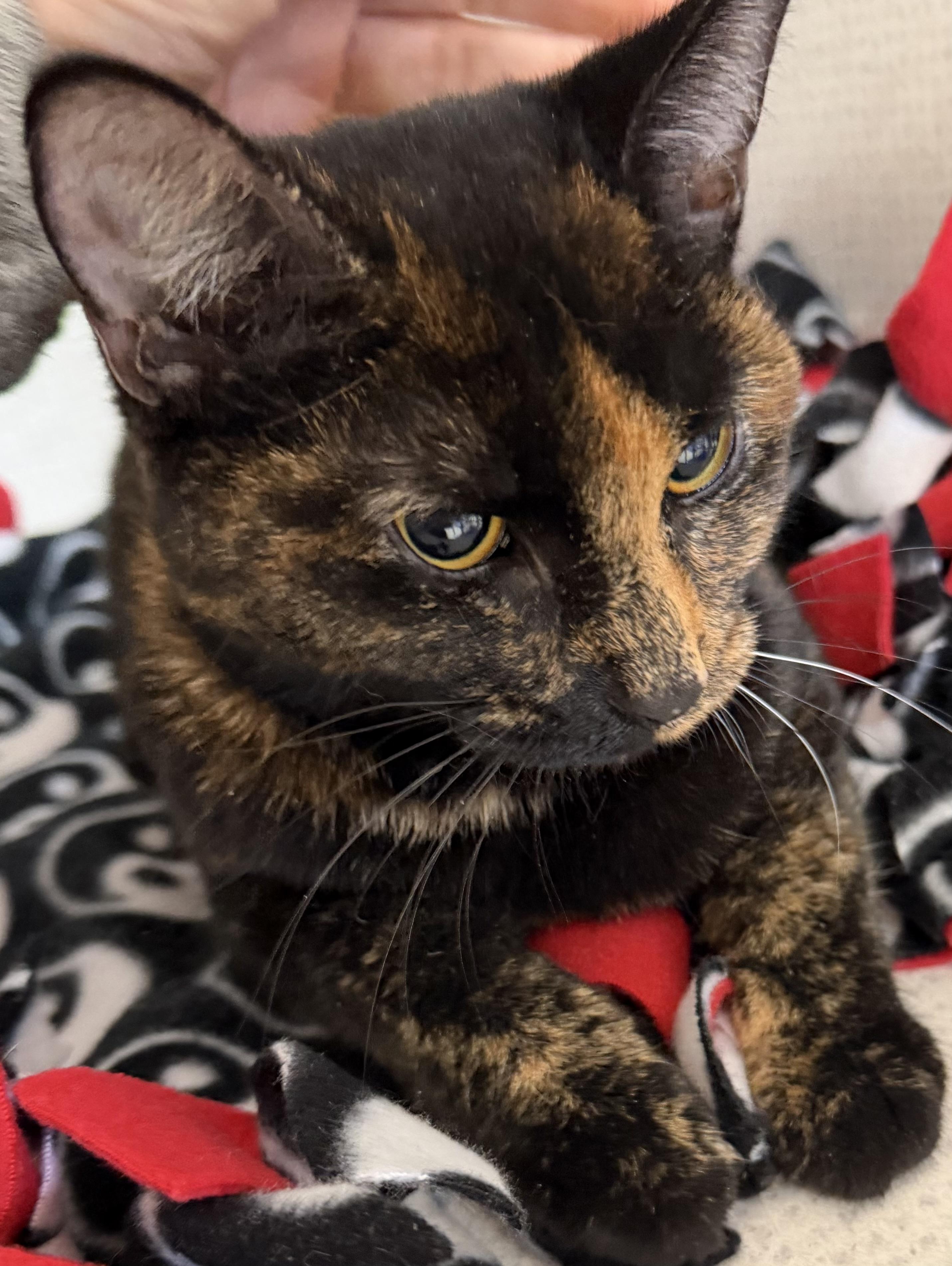 Enlarge Beatrice, a ADOPTABLE mixed breed in Salem, NH image 1/3