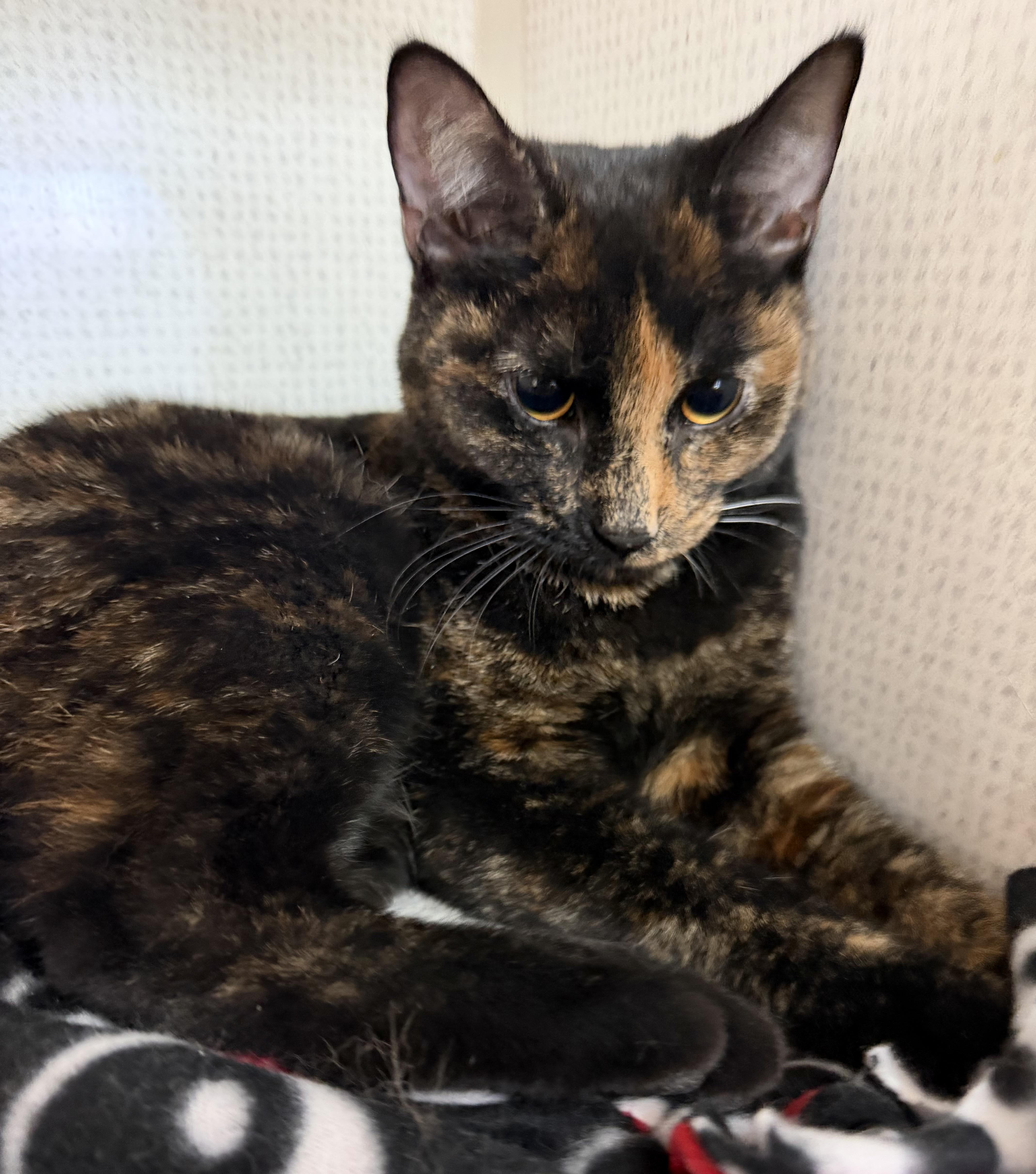 Enlarge Beatrice, a ADOPTABLE mixed breed in Salem, NH image 2/3