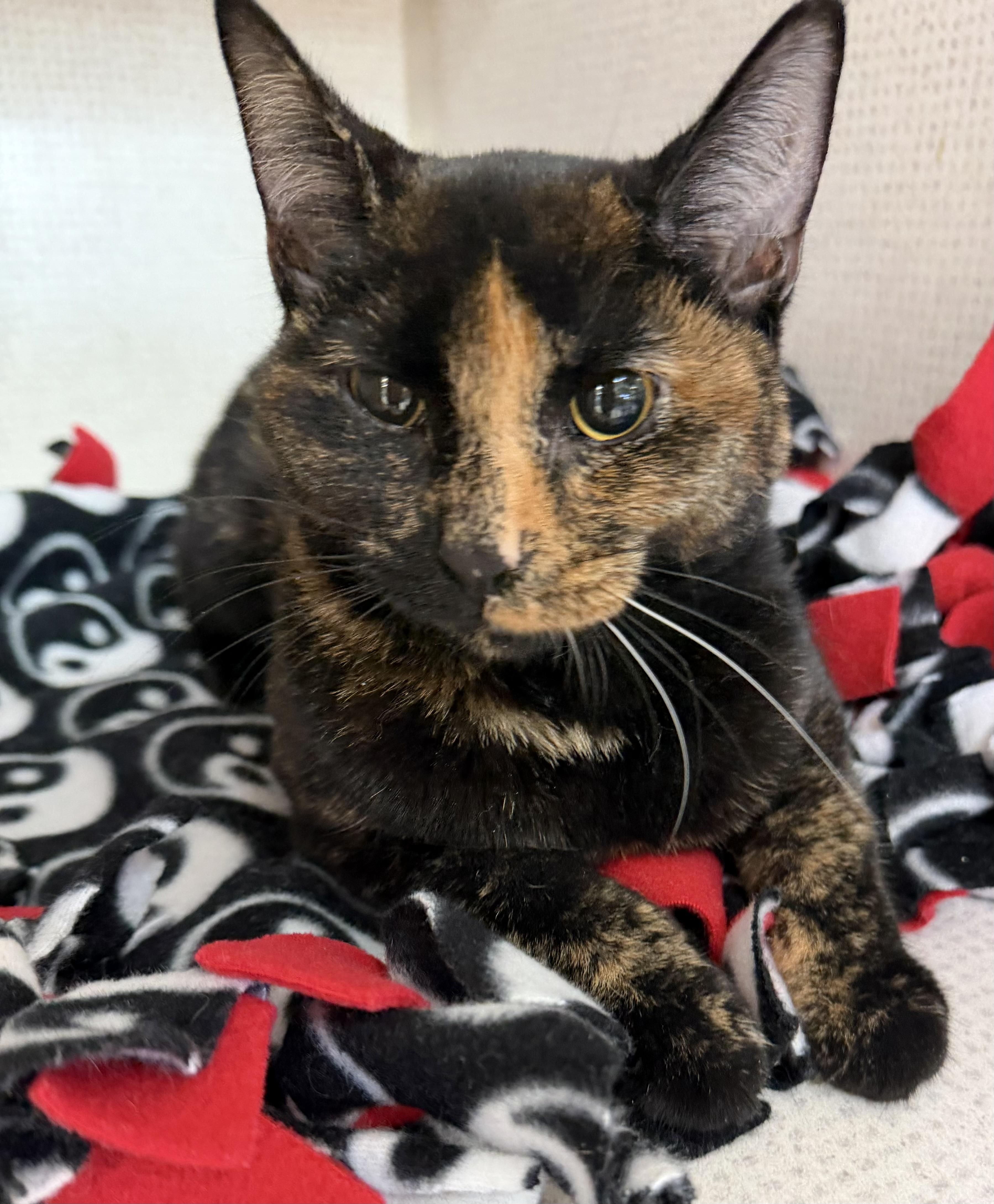 Enlarge Beatrice, a ADOPTABLE mixed breed in Salem, NH image 3/3