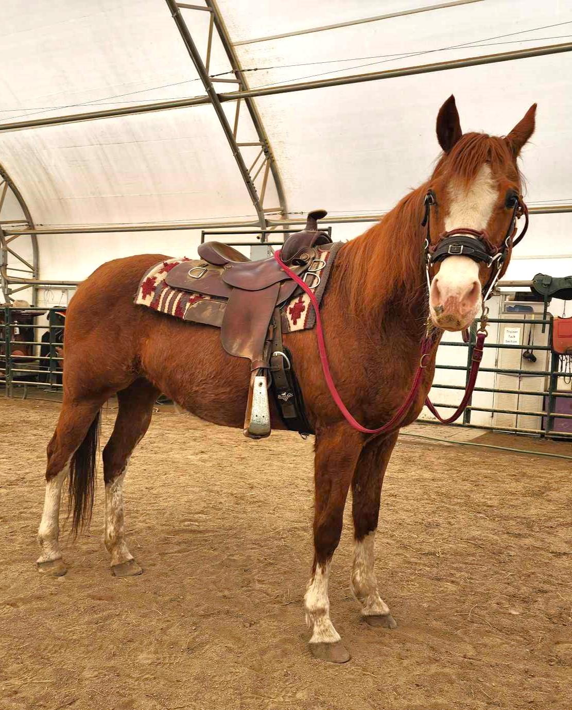 Tardy, a ADOPTABLE Quarterhorse in Upper Sandusky, OH image 2/2