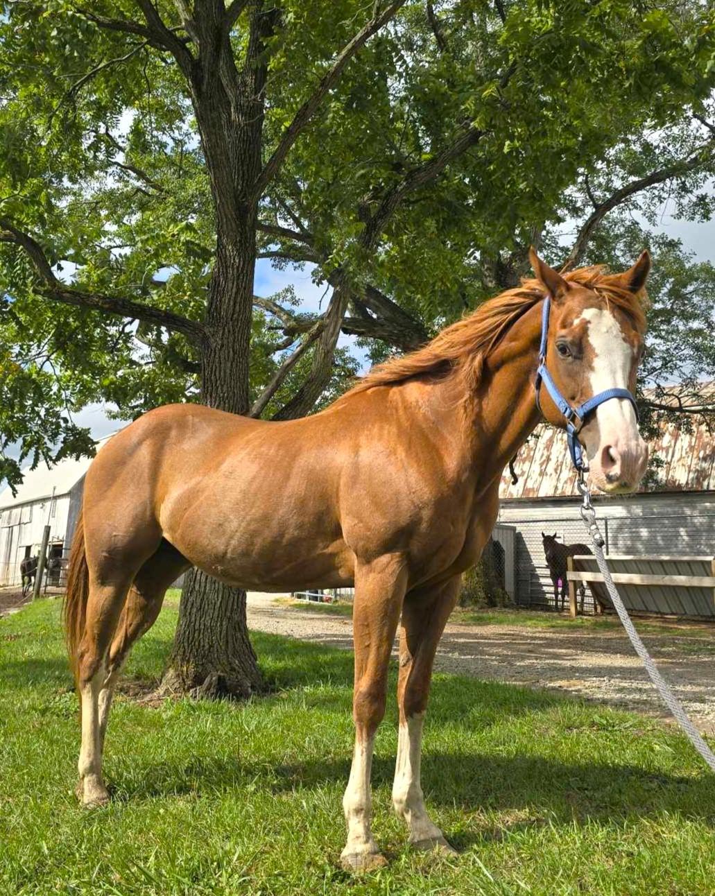 Tardy, a ADOPTABLE Quarterhorse in Upper Sandusky, OH image 1/2
