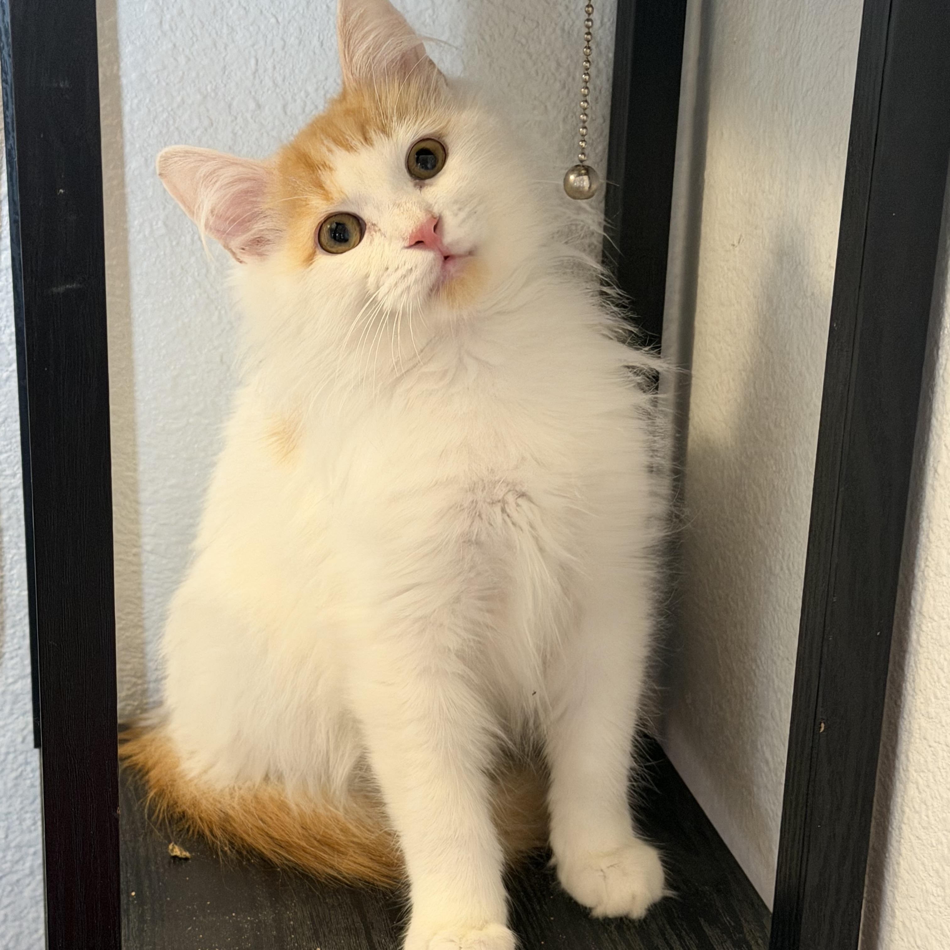 Enlarge Rsmd Org Wt Cutie , a ADOPTABLE Domestic Long Hair in Glendora, CA image 5/6